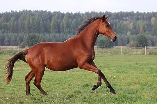 Klacz ujeżdżenie