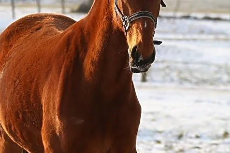 Klacz ujeżdżenie, , Drezdenko