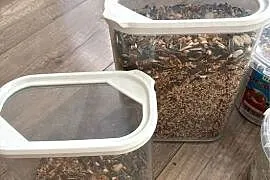Sprzedam papugi faliste