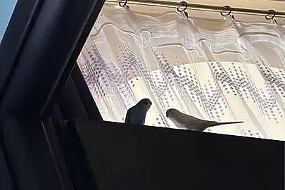 Sprzedam papugi faliste, Śląskie, Katowice