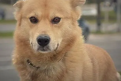 Pomóż odmienić los Sambora! Adoptuj pięknego psa w