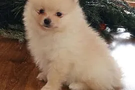 Szpic miniaturowy-Pomeranian kremowy piesek,  śląs, Myszków