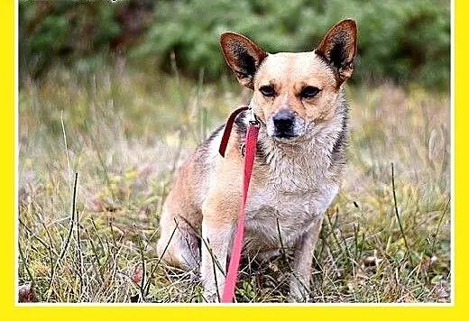 7kg,mały,przyjazny,łagodny piesek SPRAJT.Adopcja,