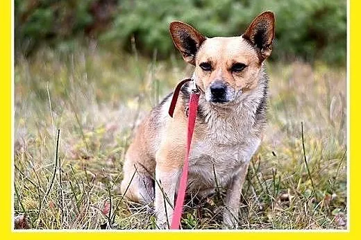 7kg,mały,przyjazny,łagodny piesek SPRAJT.Adopcja, śląskie Katowice