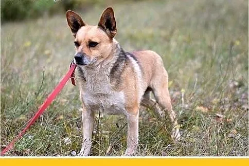 7kg,mały,przyjazny,łagodny piesek SPRAJT.Adopcja, 