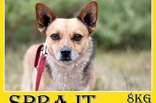 7kg,mały,przyjazny,łagodny piesek SPRAJT.Adopcja, 