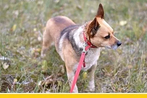 7kg,mały,przyjazny,łagodny piesek SPRAJT.Adopcja, 
