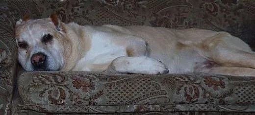Afganek kochany staruszek mix AMSTAFF ADOPCJA, Ku