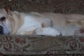 Afganek kochany staruszek mix AMSTAFF ADOPCJA, Kundelki cała Polska