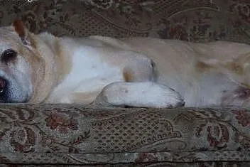 Afganek kochany staruszek mix AMSTAFF ADOPCJA, Kundelki cała Polska