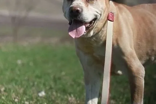 Afganek kochany staruszek mix AMSTAFF ADOPCJA,  Ku