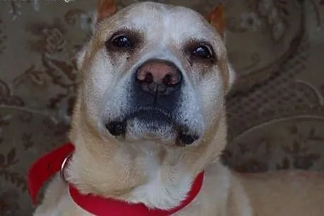 Afganek kochany staruszek mix AMSTAFF ADOPCJA,  Ku