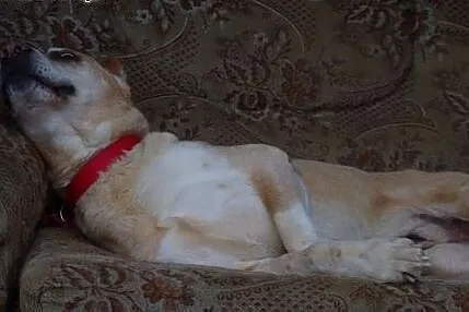 Afganek kochany staruszek mix AMSTAFF ADOPCJA,  Ku