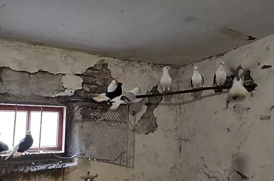 sprzedam gołębie ozdobne, Podkarpackie, Łańcut