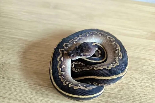 Pyton królewski Mahogany Mojave/Phantom