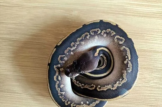 Pyton królewski Mahogany Mojave/Phantom, Mazowieckie, Makowiec