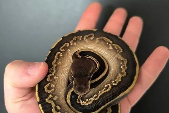 Pyton królewski Mahogany Mojave/Phantom, Mazowieckie, Makowiec