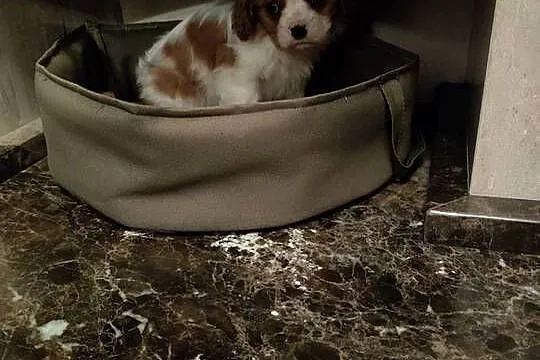 Cavalier King Charles Spaniel