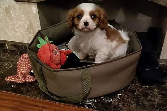 Cavalier King Charles Spaniel, Mazowieckie, Garwolin