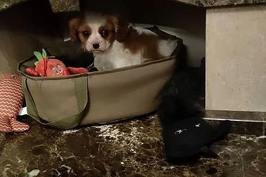 Cavalier King Charles Spaniel, Mazowieckie, Garwolin