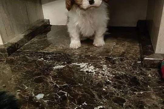 Cavalier King Charles Spaniel, Mazowieckie, Garwolin