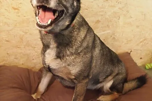 Słodziak Rubi czeka na domek :),  mazowieckie Wars