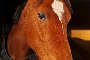 Koń konie Wałach 9 lat / filmiki, Sianowo