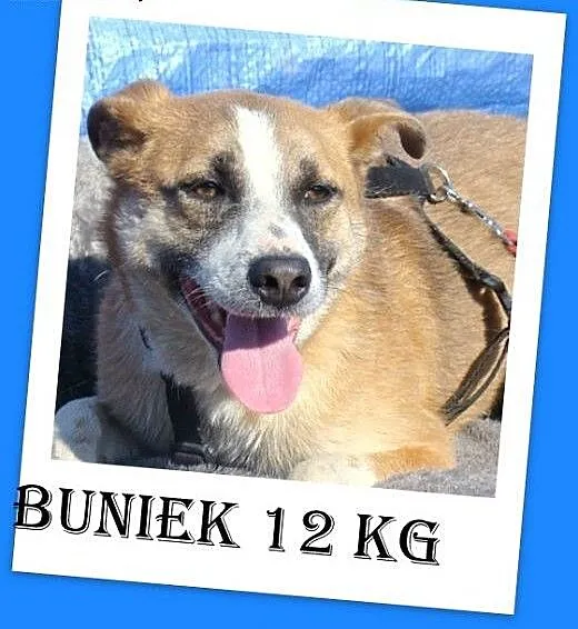 12kg,średni,przyjazny,wesoły pies BUNIEK.Adopcja,