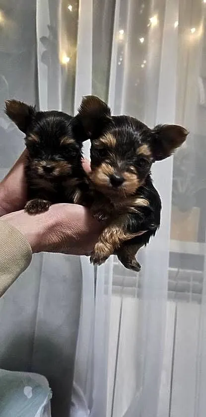 Mini Yorkshire terrier, Podkarpackie, Nowosielec