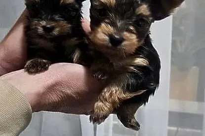 Mini Yorkshire terrier, Podkarpackie, Nowosielec