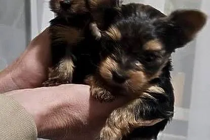 Mini Yorkshire terrier, Podkarpackie, Nowosielec