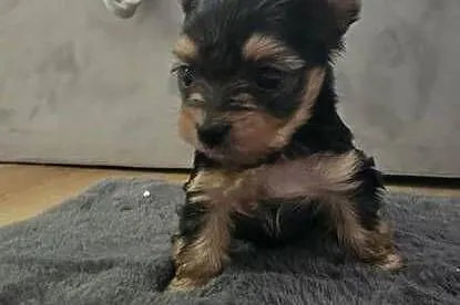 Mini Yorkshire terrier, Podkarpackie, Nowosielec