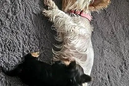 Mini Yorkshire terrier, Podkarpackie, Nowosielec