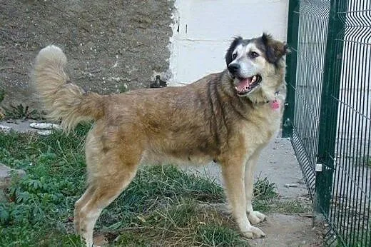 Kochająca ludzi, przepiękna Bona szuka domu!,  Kun