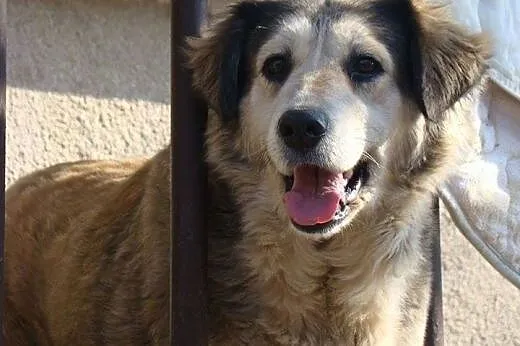 Kochająca ludzi, przepiękna Bona szuka domu!,  Kun