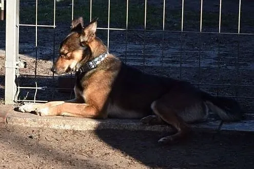 Gufi młody radosny i przyjacielski psiak szuka koc