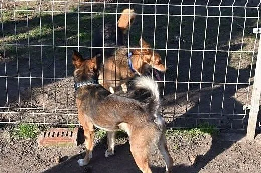 Gufi młody radosny i przyjacielski psiak szuka koc