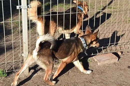 Gufi młody radosny i przyjacielski psiak szuka koc