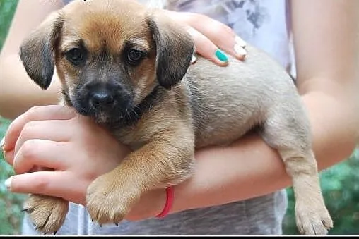 Ok. 2,5 mies. malutka ZOSIA czeka na swojego człow