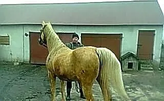 Klacz izabela małopolska