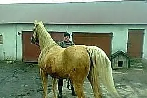 Klacz izabela małopolska