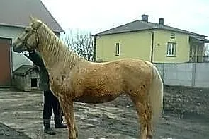 Klacz izabela małopolska