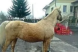 Klacz izabela małopolska