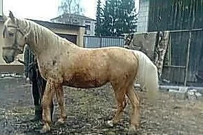 Klacz izabela małopolska