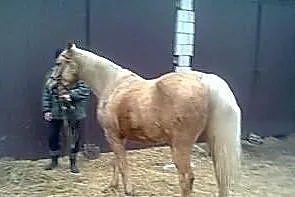 Klacz izabela małopolska