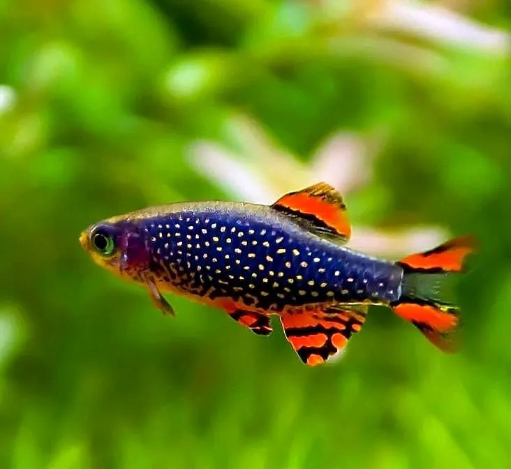 Danio perłowy - Danio margaritatus - Microrasbora galaxy, Pomorskie, Gdańsk
