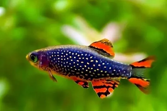 Danio perłowy - Danio margaritatus - Microrasbora galaxy, Pomorskie, Gdańsk