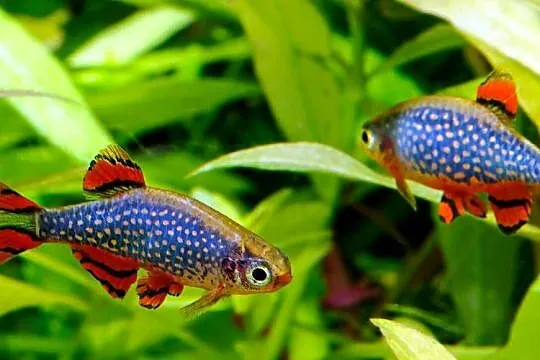 Danio perłowy - Danio margaritatus - Microrasbora galaxy, Pomorskie, Gdańsk