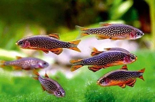 Danio perłowy - Danio margaritatus - Microrasbora galaxy, Pomorskie, Gdańsk