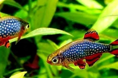 Danio perłowy - Danio margaritatus - Microrasbora galaxy, Pomorskie, Gdańsk